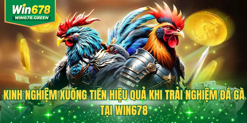 Kinh nghiệm xuống tiền hiệu quả khi trải nghiệm đá gà tại WIN678